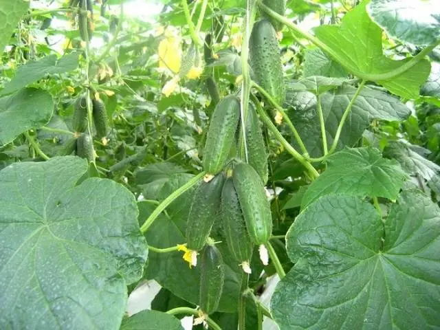 The most resistant varieties of open ground cucumbers