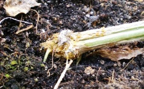 The most resistant varieties of open ground cucumbers