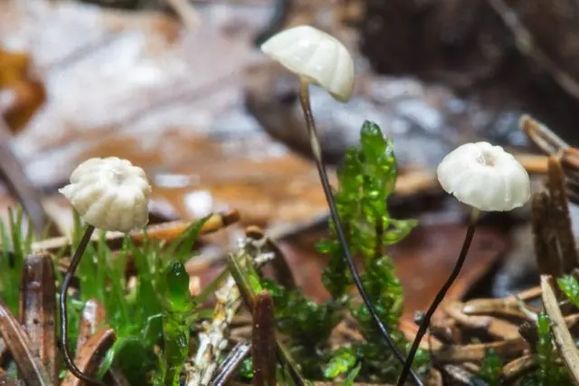 The most tender negniyuchnik (Vetshteins negniyuchnik): photo and description