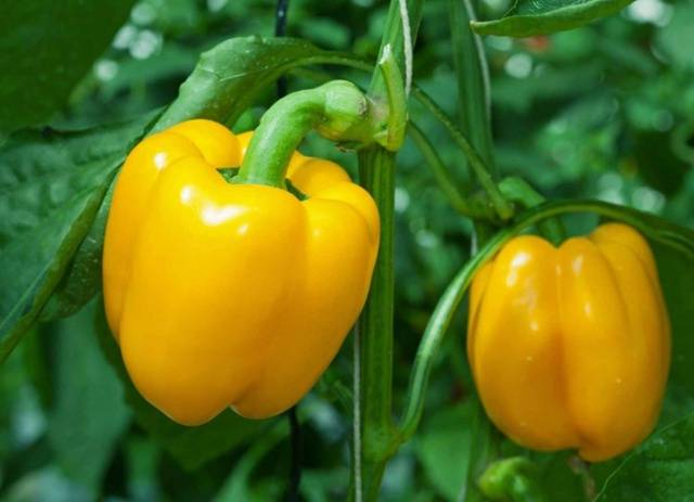 The most unpretentious varieties of peppers