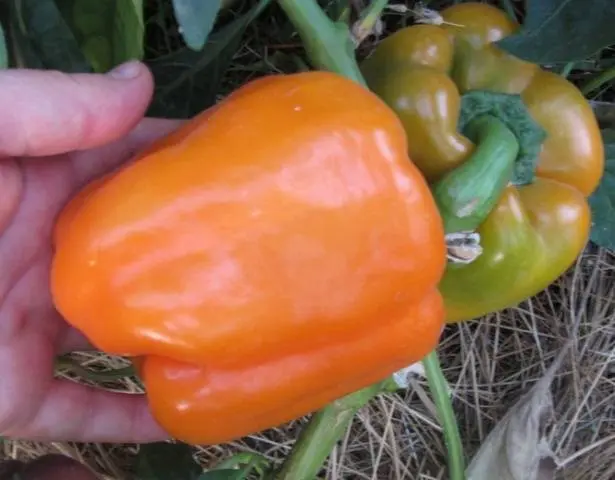 The most unpretentious varieties of peppers