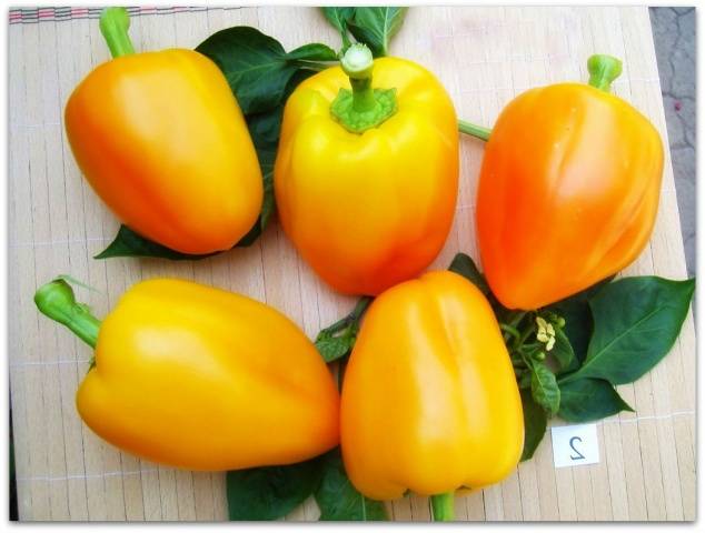 The most unpretentious varieties of peppers