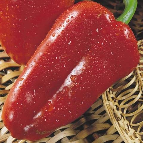 The most unpretentious varieties of peppers