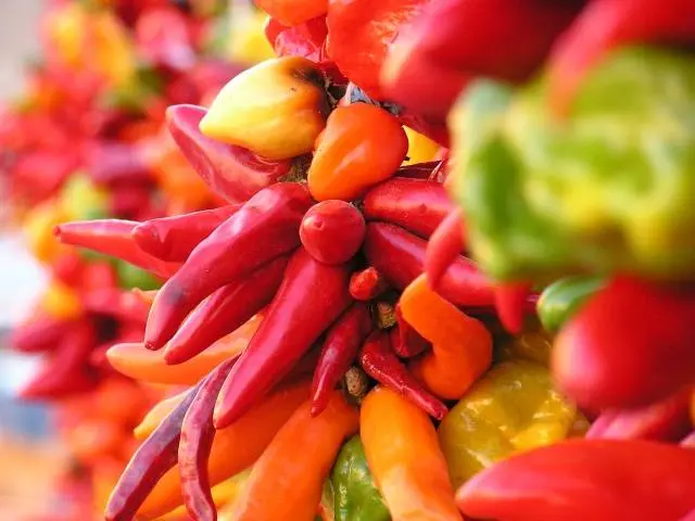 The most unpretentious varieties of peppers