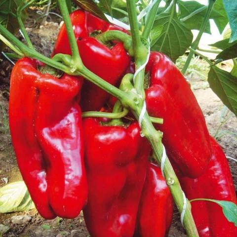 The most unpretentious varieties of peppers