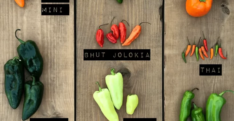 The most unpretentious varieties of peppers