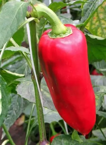 The most unpretentious varieties of peppers