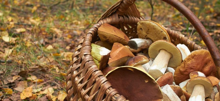 The mushroom season is underway. How to avoid poisoning?