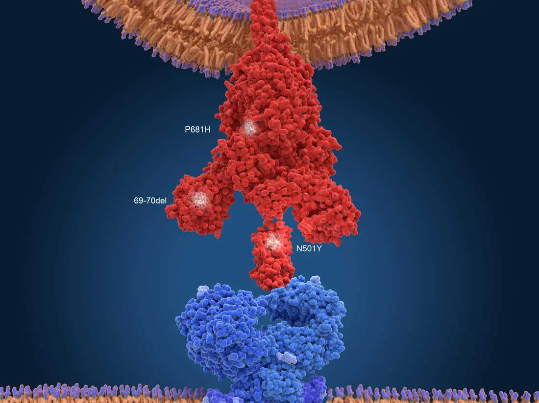 The mutation that helped the coronavirus take over the world could lead to its collapse