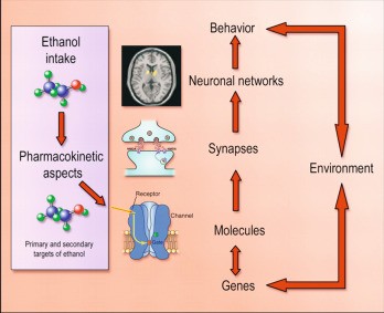 The mutation underlies alcoholism