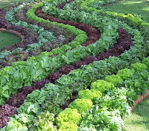 The neighborhood of vegetables in the beds: table