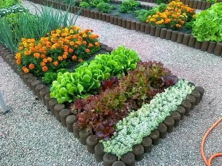 The neighborhood of vegetables in the beds: table