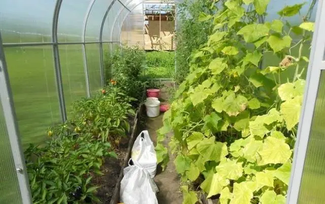 The neighborhood of vegetables in the beds: table