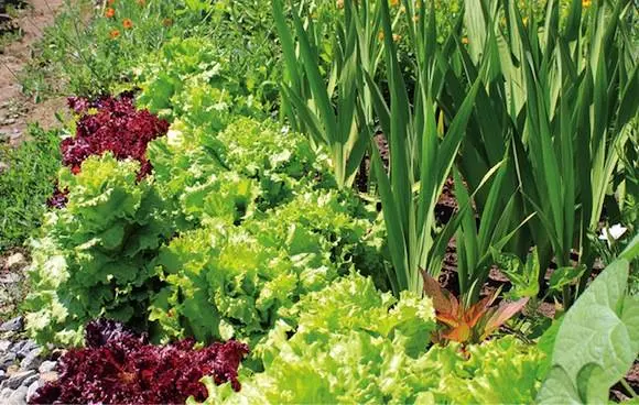 The neighborhood of vegetables in the beds: table