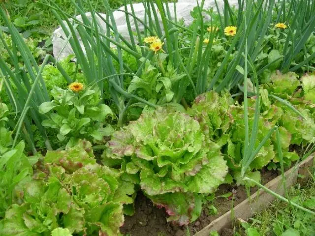 The neighborhood of vegetables in the beds: table