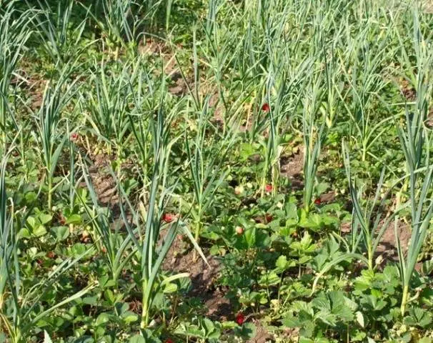 The neighborhood of vegetables in the beds: table