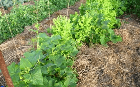 The neighborhood of vegetables in the beds: table