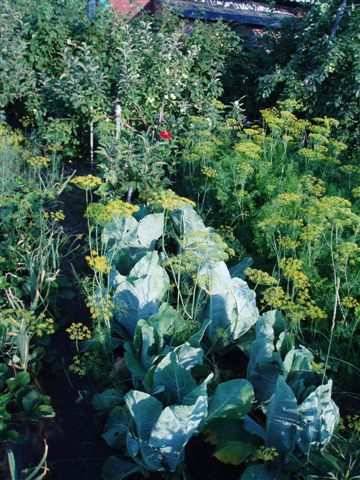 The neighborhood of vegetables in the beds: table