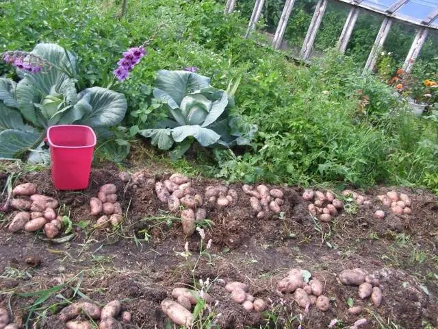 The neighborhood of vegetables in the beds: table