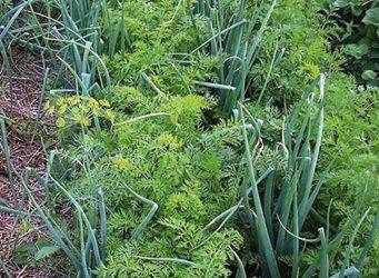 The neighborhood of vegetables in the beds: table