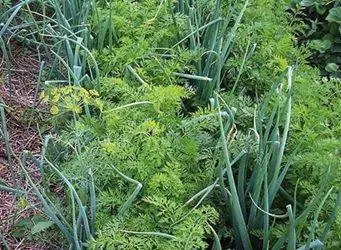 The neighborhood of vegetables in the beds: table