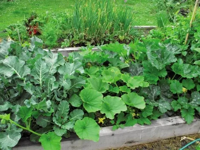 The neighborhood of vegetables in the beds: table