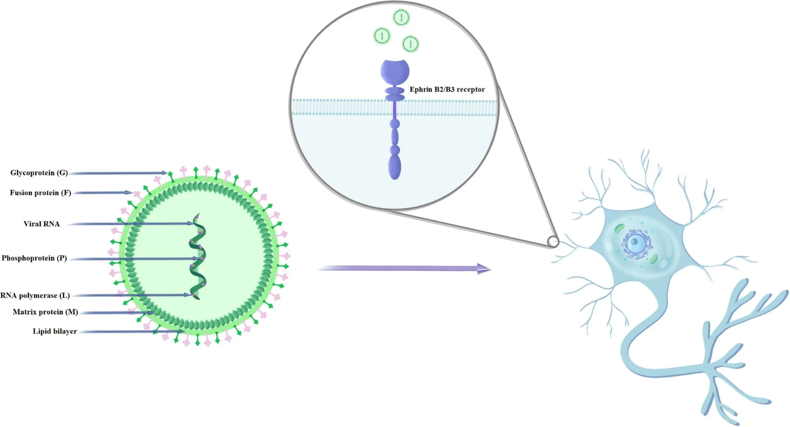 The Nipah virus can be another serious threat with epidemic potential