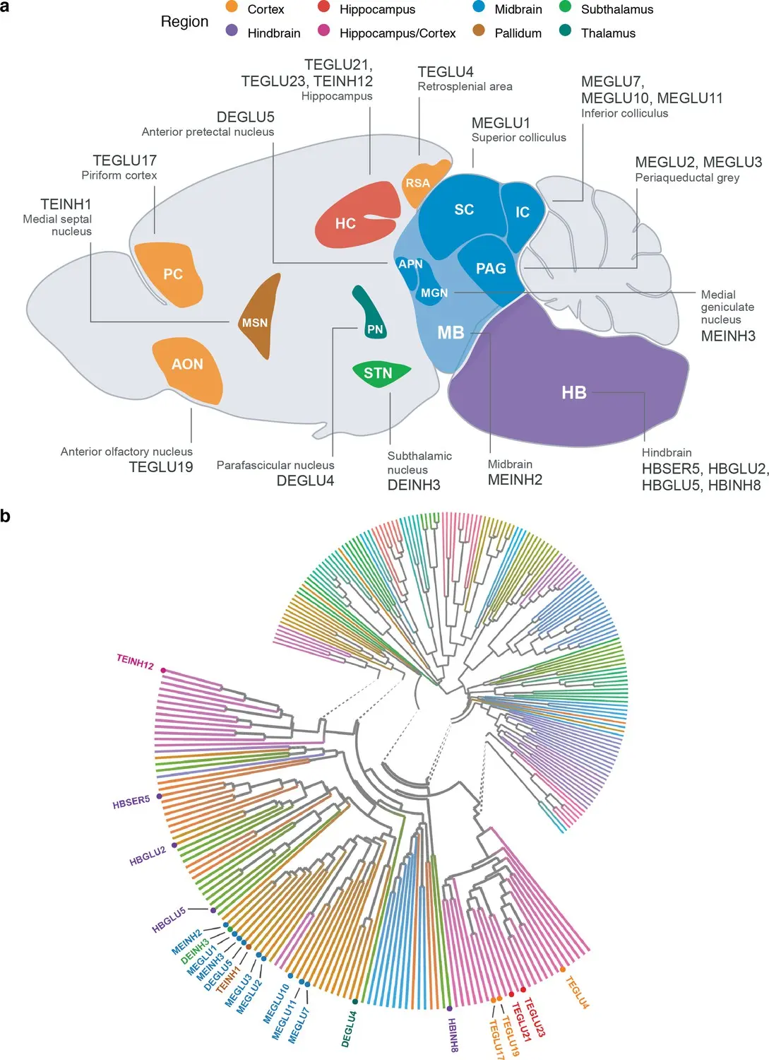 The obesity gene associated with loss of brain tissue