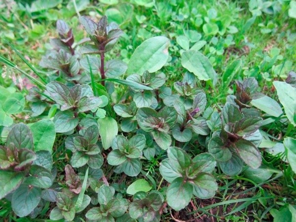 The original plant chocolate mint (Chocolate): reviews, photos, description