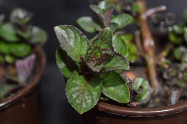 The original plant chocolate mint (Chocolate): reviews, photos, description