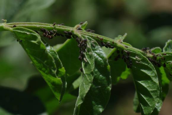 The original plant chocolate mint (Chocolate): reviews, photos, description