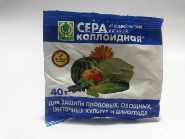 The original plant chocolate mint (Chocolate): reviews, photos, description