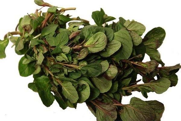 The original plant chocolate mint (Chocolate): reviews, photos, description