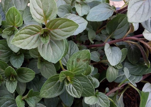 The original plant chocolate mint (Chocolate): reviews, photos, description