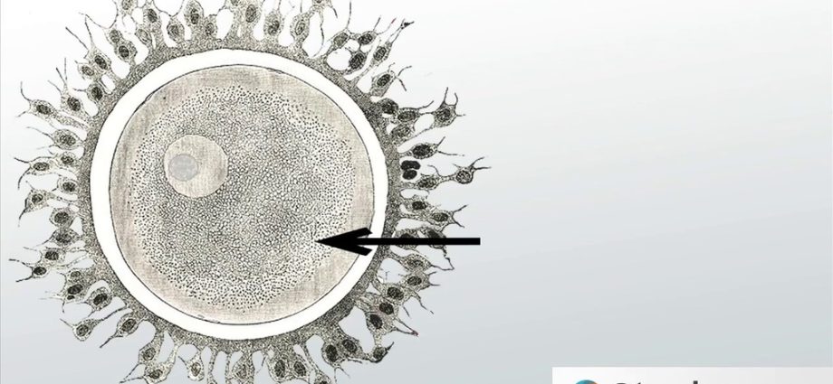 The ovum &#8211; structure, function and lifetime of the ovum