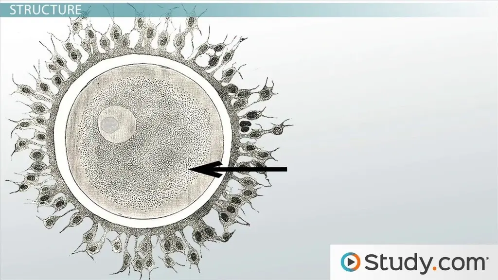 The ovum &#8211; structure, function and lifetime of the ovum