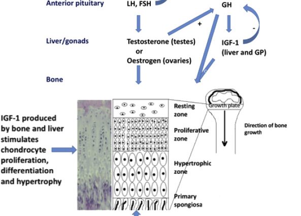 The physiology of puberty