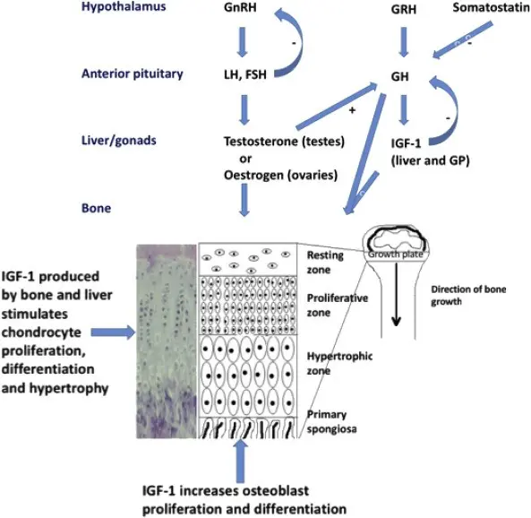 The physiology of puberty