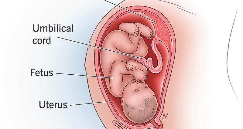 The placenta &#8211; what is it and when is it formed? Bearing functions [EXPLAIN]