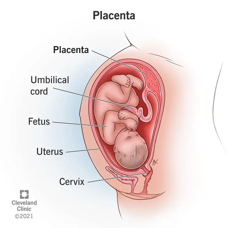 The placenta &#8211; what is it and when is it formed? Bearing functions [EXPLAIN]