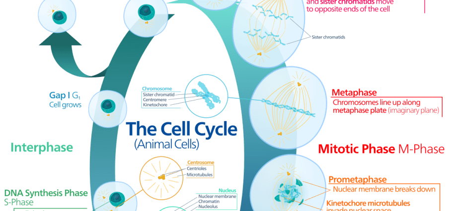 The Polish scientist and colleagues explained why the chromosomes break apart