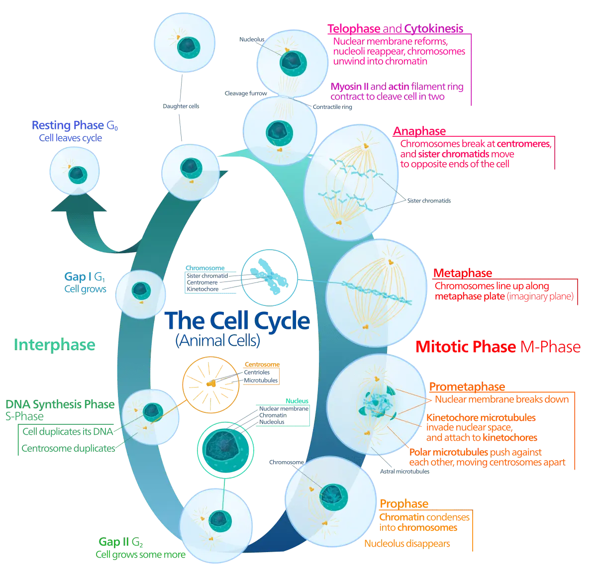 The Polish scientist and colleagues explained why the chromosomes break apart