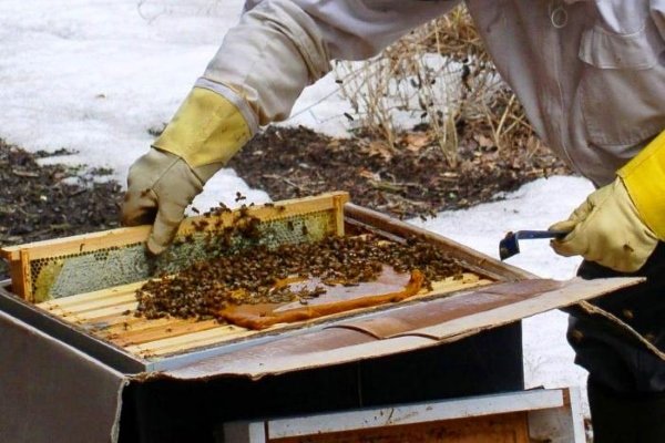 The preparation Bee for bees: instructions