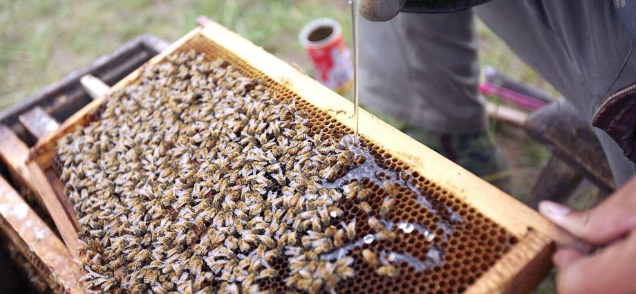 The preparation &#8220;Bee&#8221; for bees: instructions