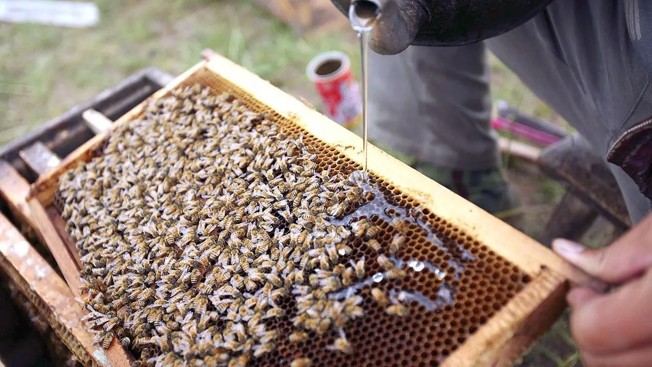 The preparation &#8220;Bee&#8221; for bees: instructions