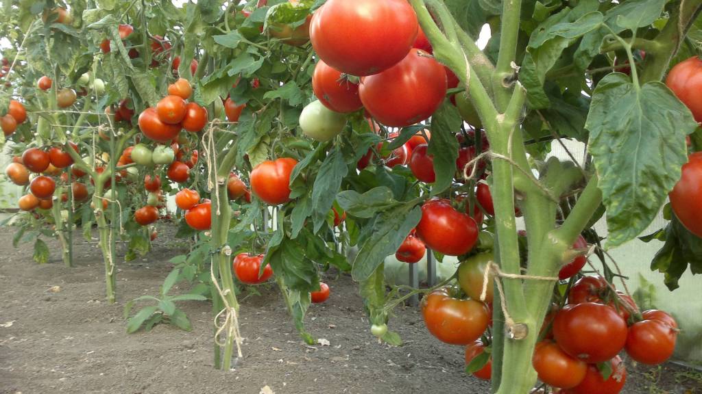 The principle of growing tomatoes according to Dutch technology