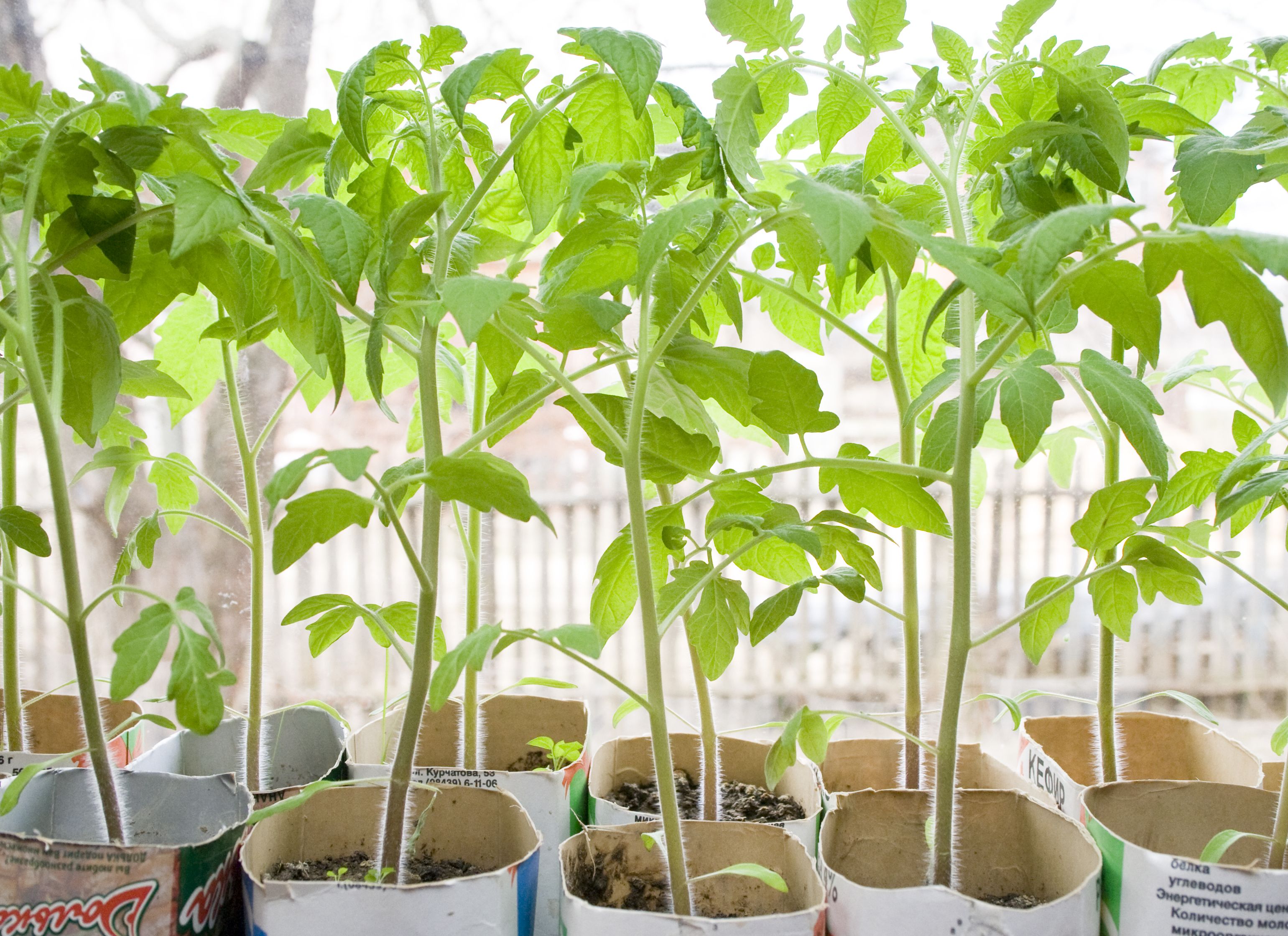 The principle of growing tomatoes according to Dutch technology