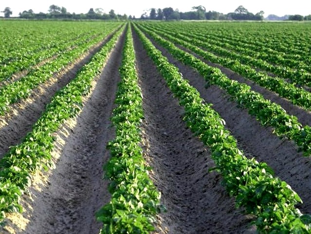 The principle of growing tomatoes according to Dutch technology