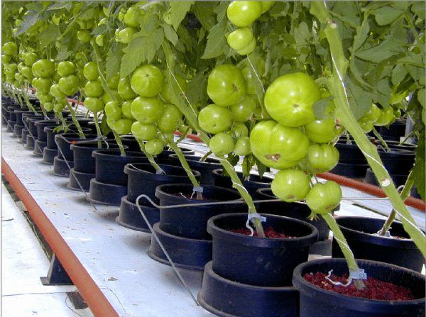 The principle of growing tomatoes according to Dutch technology