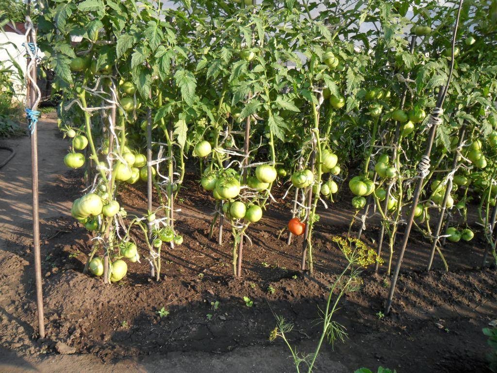 The principle of growing tomatoes according to Dutch technology